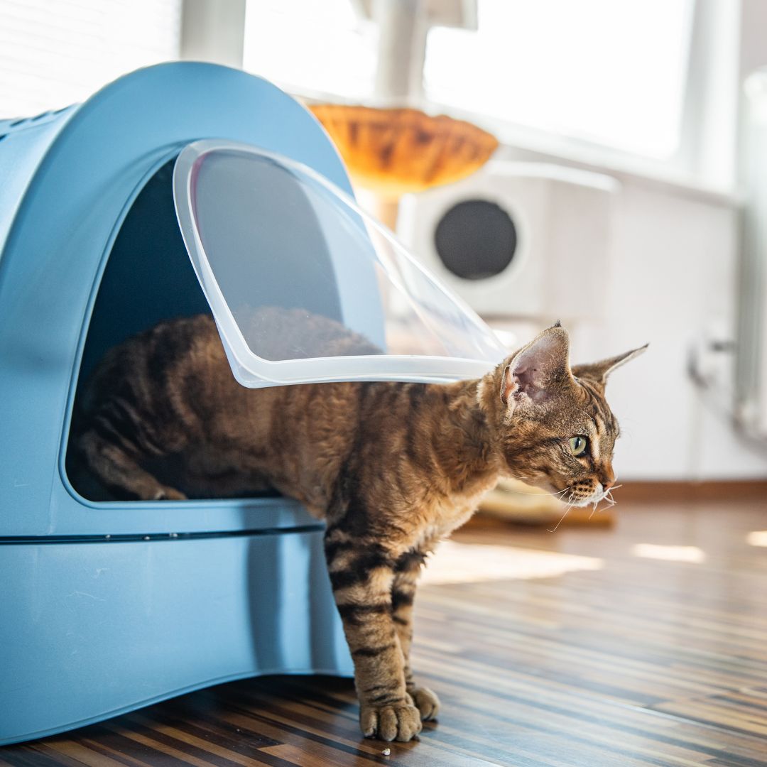 pet vaccination icon