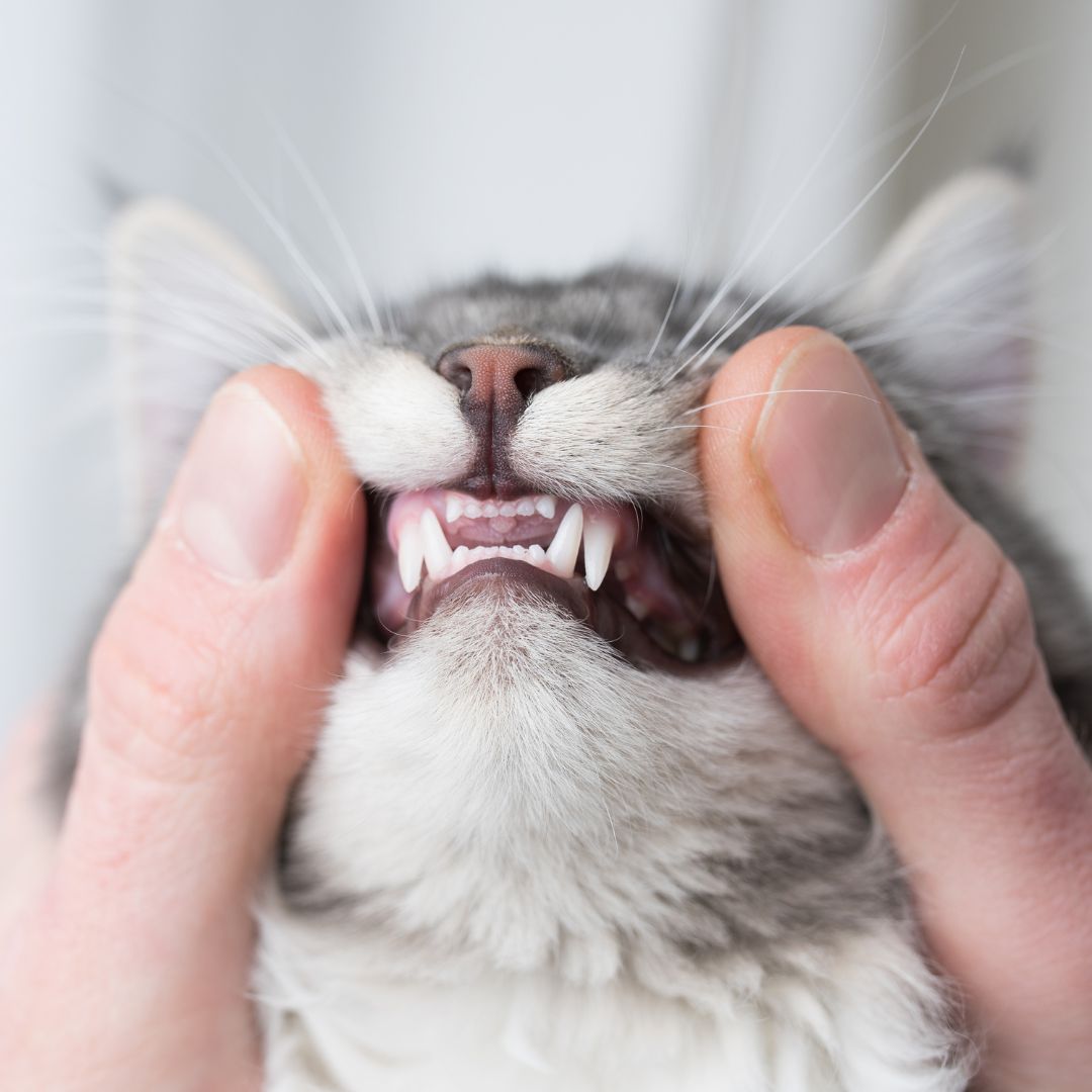pet vaccination icon