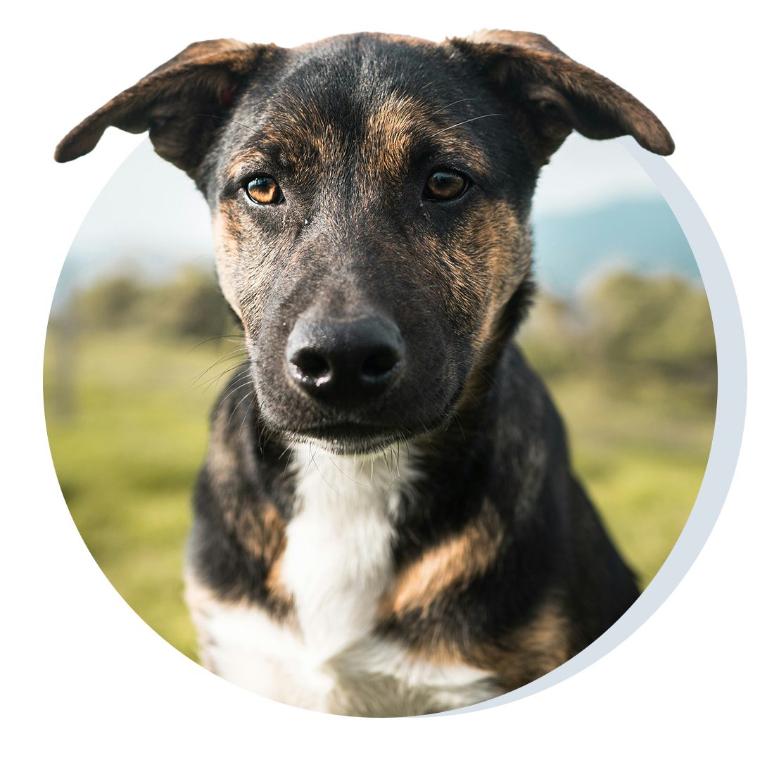 kitten sitting next to happy brown and white dog on transparent background