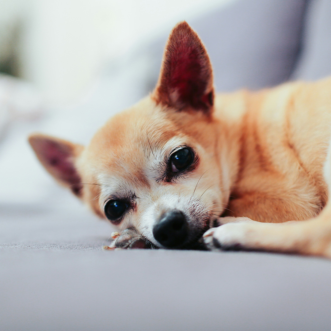 An old chihuahua resting