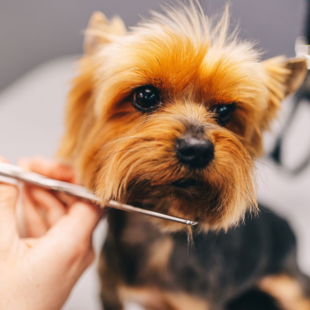 pet vaccination icon
