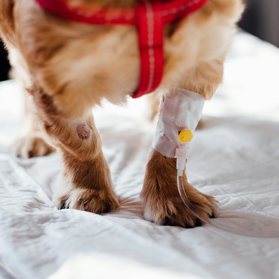 pet vaccination icon