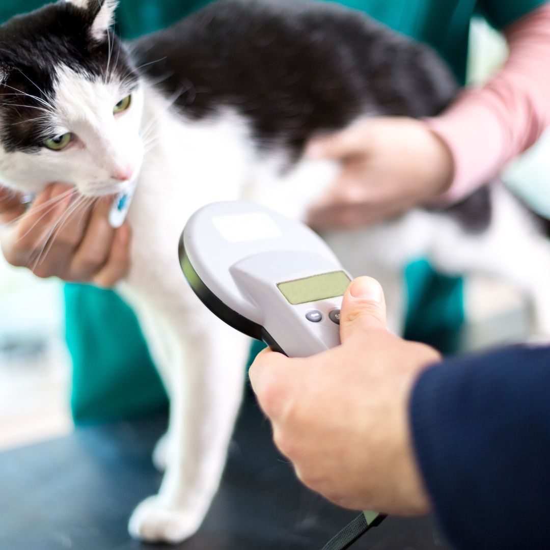 pet vaccination icon