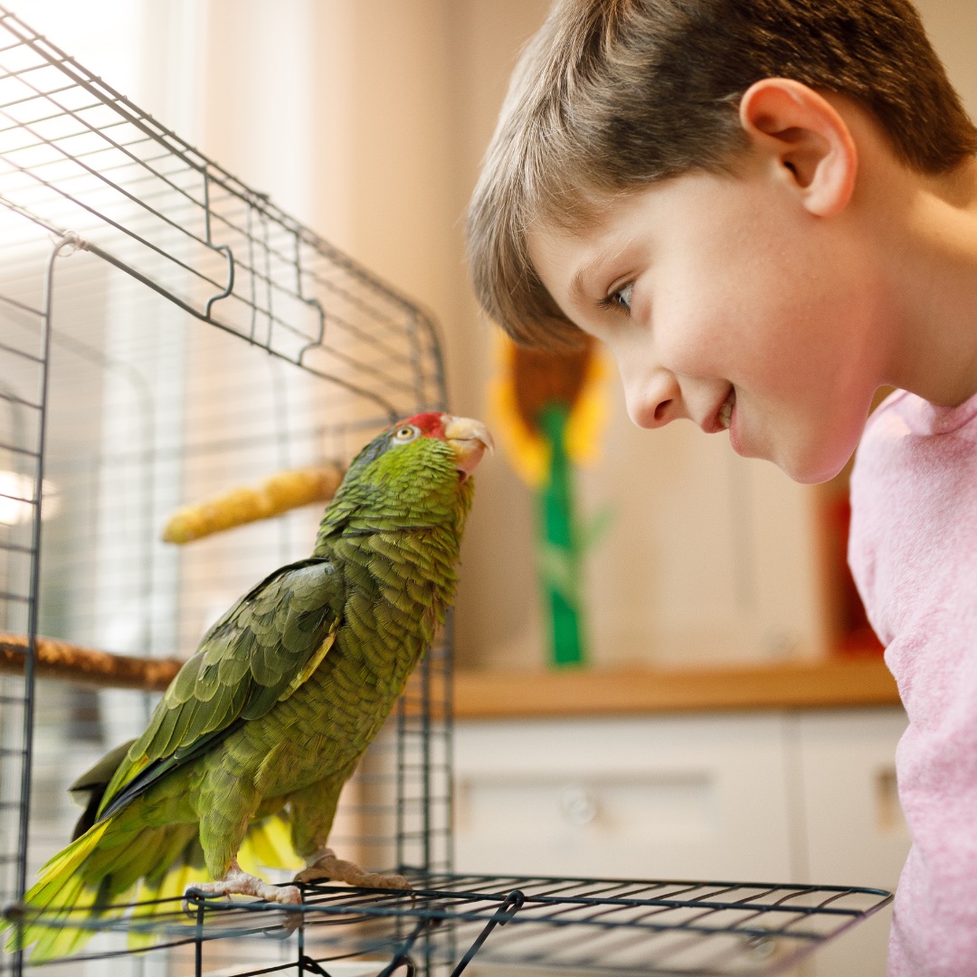 A boy looking at his colorful pet bird