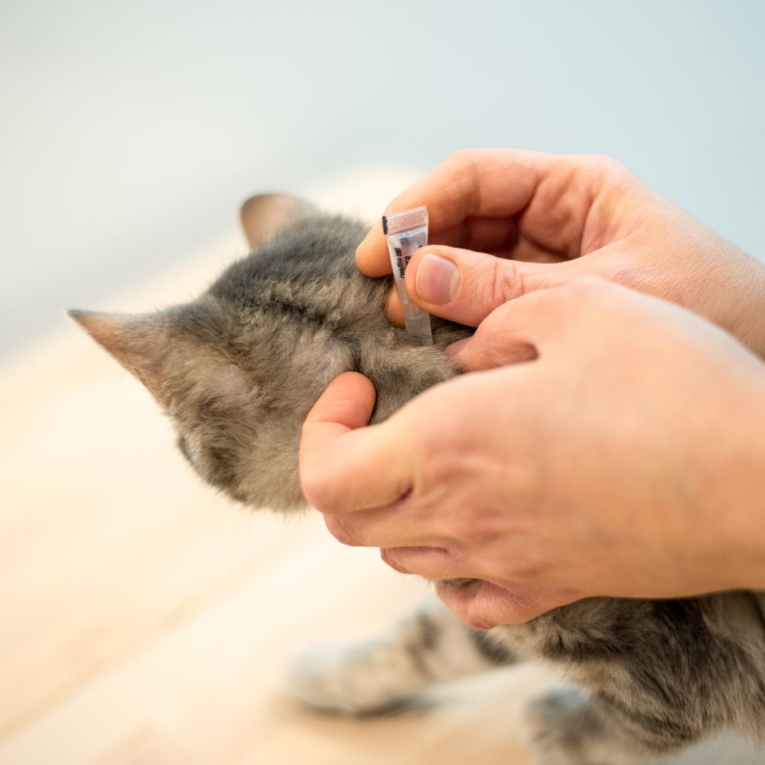 pet vaccination icon
