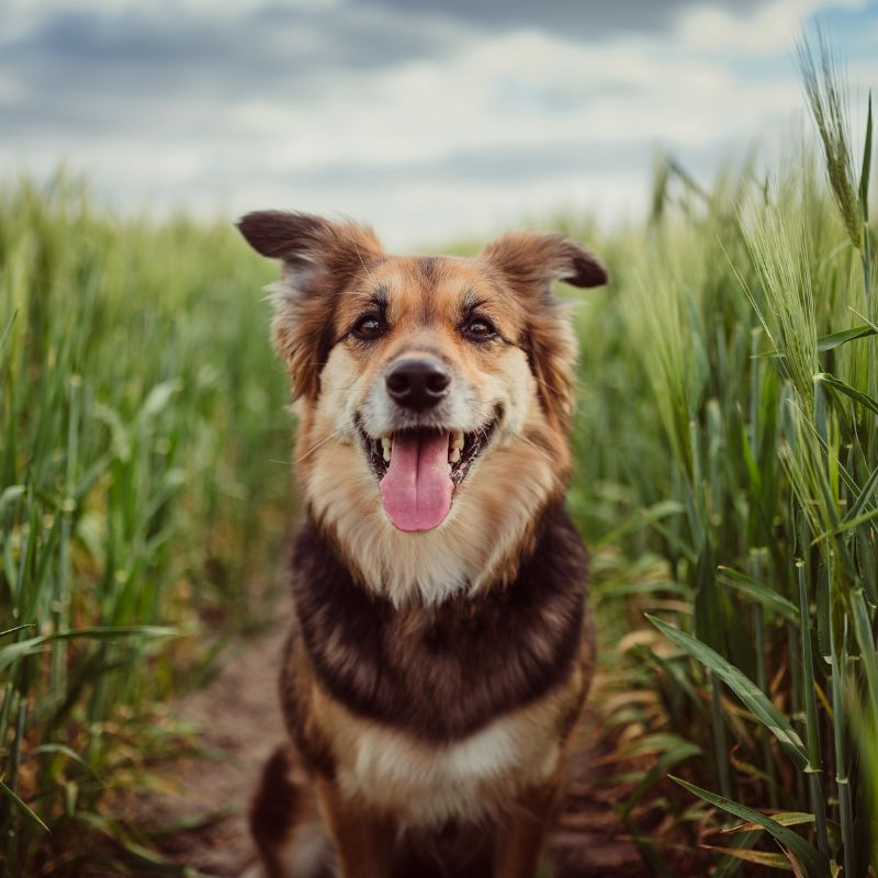pet vaccination icon