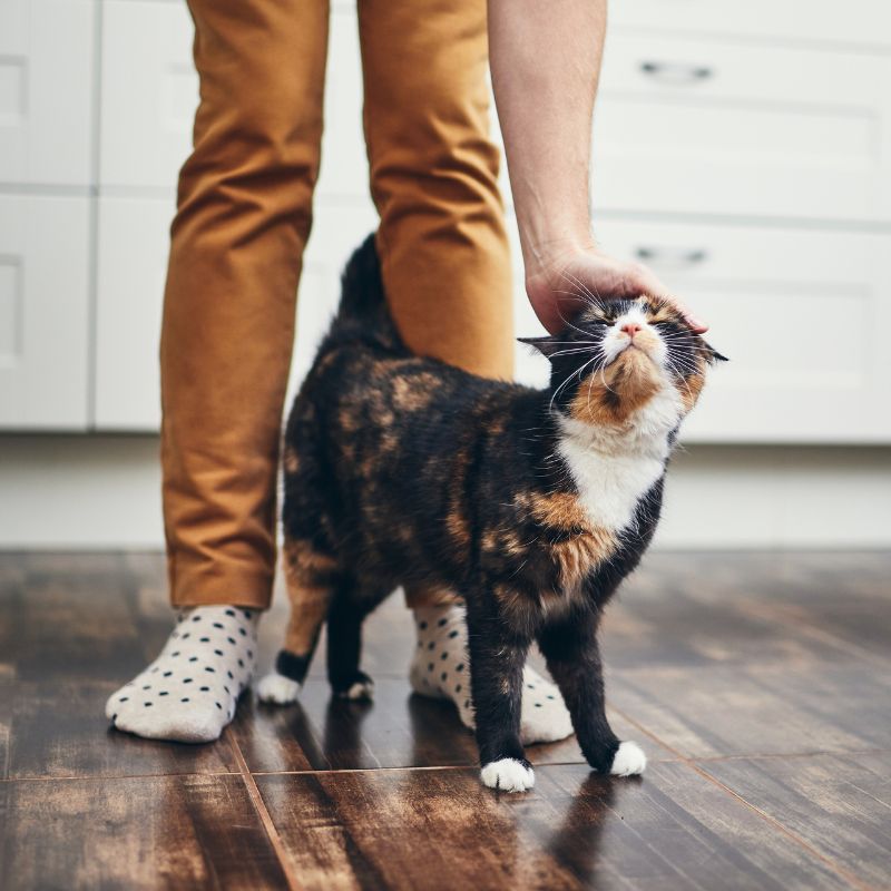 pet vaccination icon