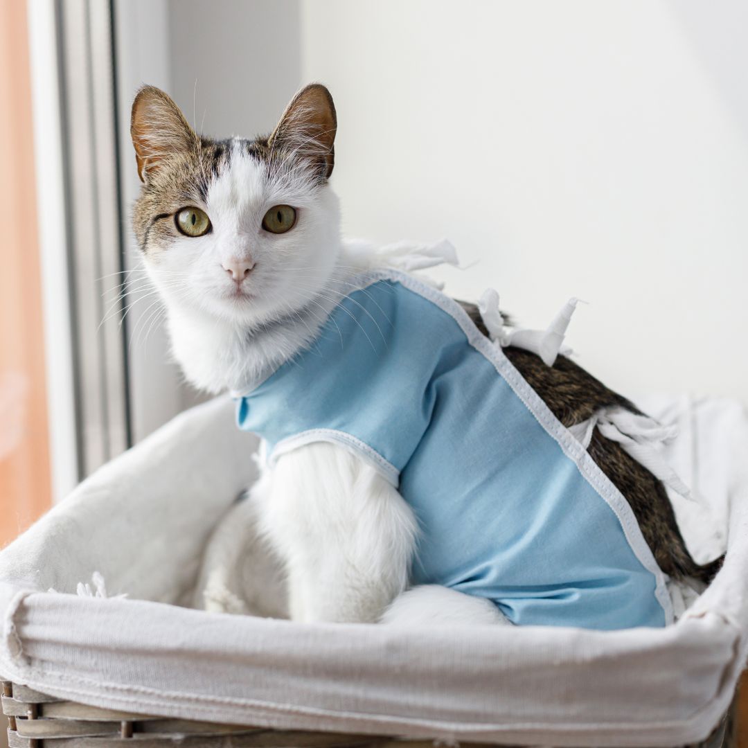 pet vaccination icon