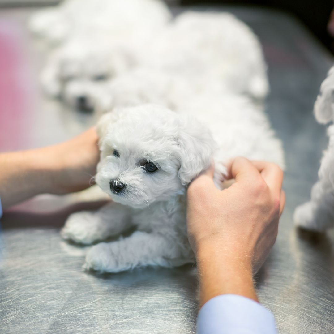 pet vaccination icon