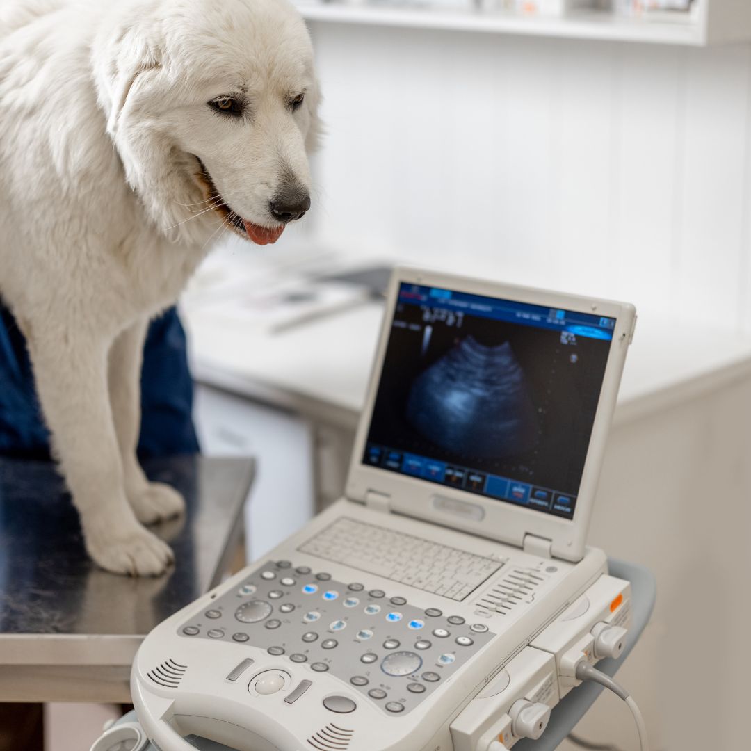 pet vaccination icon