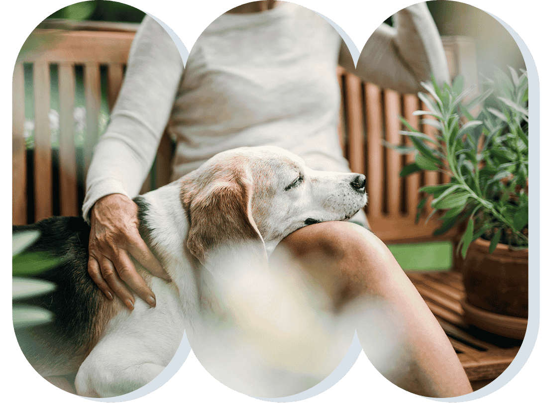 An elderly dog rests his head on his owner's legs