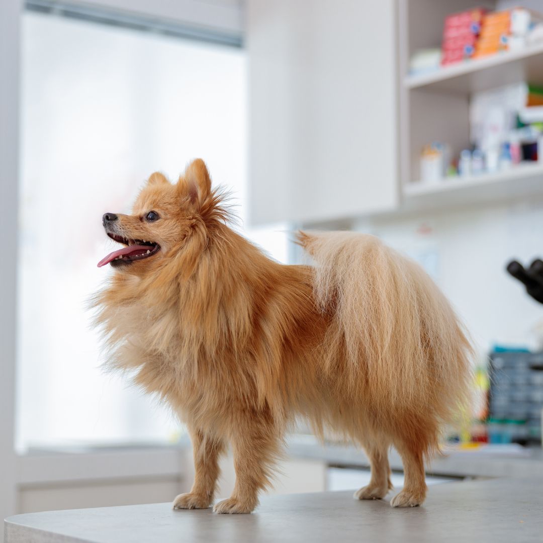 pet vaccination icon