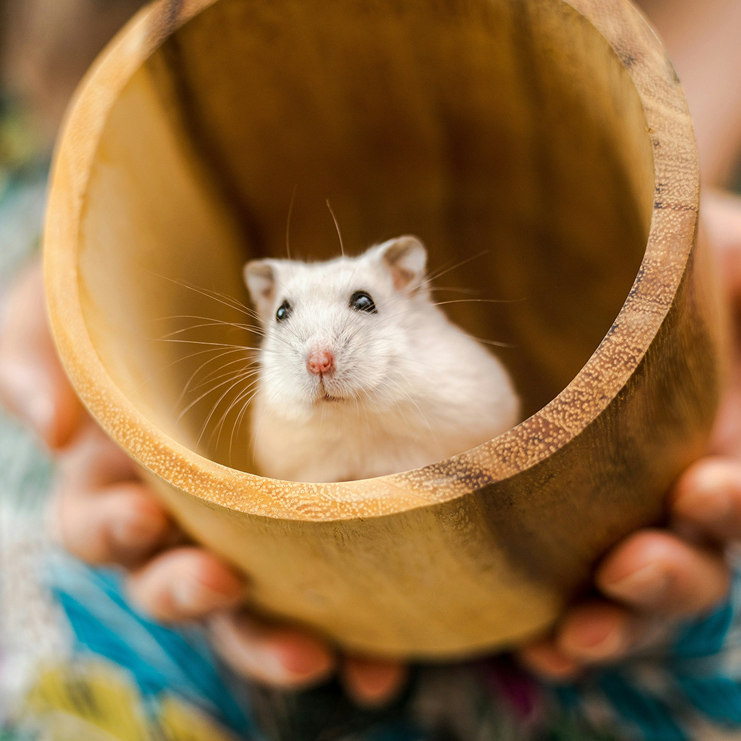 A little white hamster in a wooden bowl