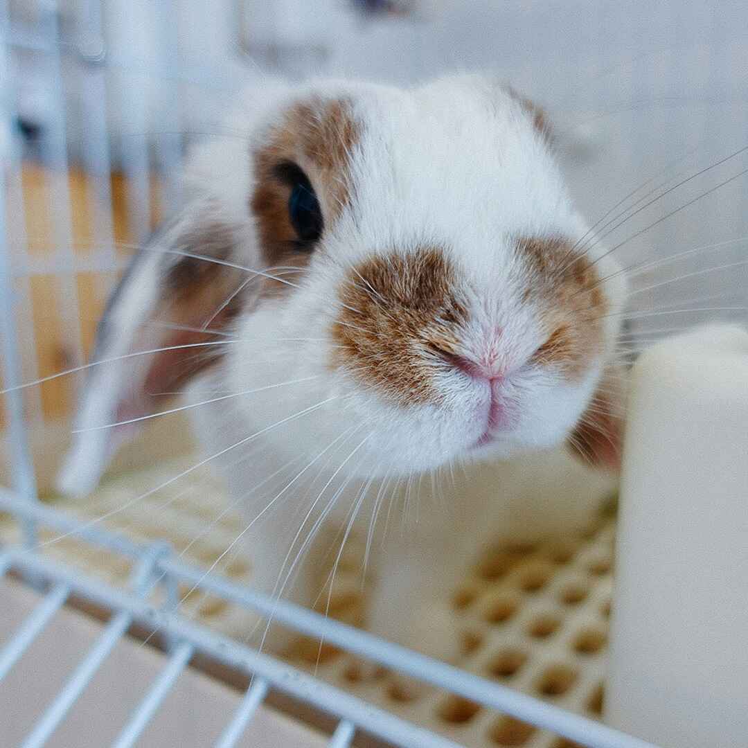 wellness-rabbit A white and brown bunny closeup