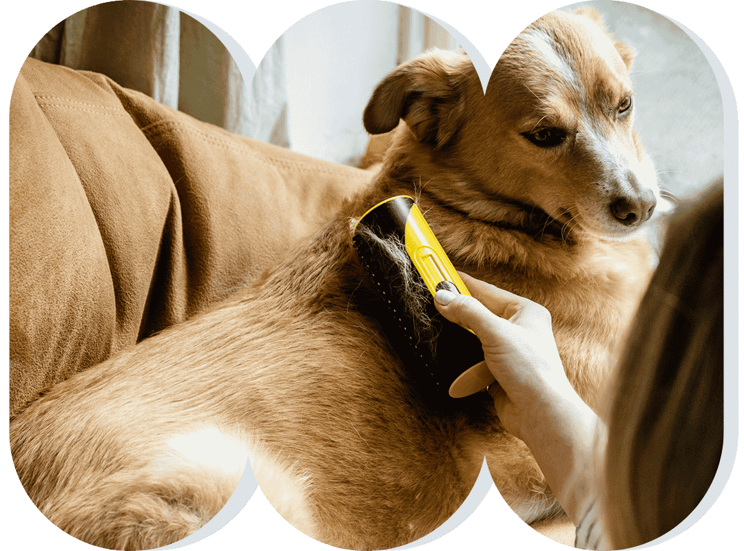 Brushing fur off of golden dog