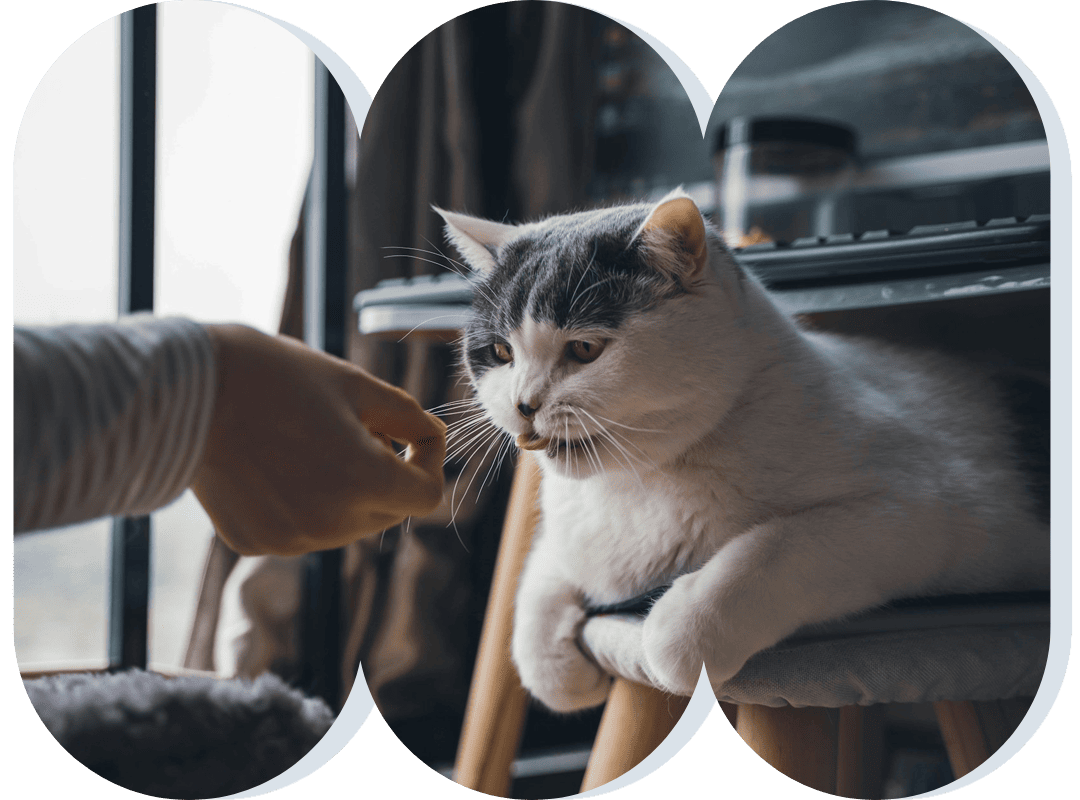 Cat on stool gets a treat.