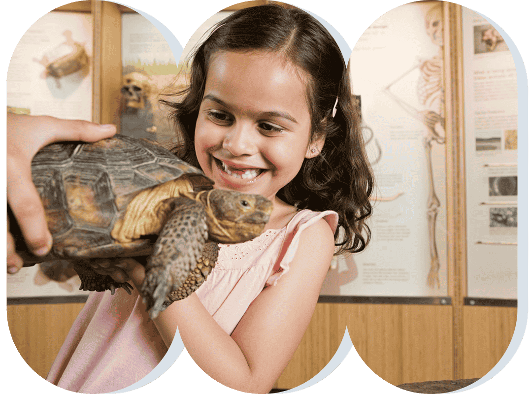 Child looks at museum tortoise
