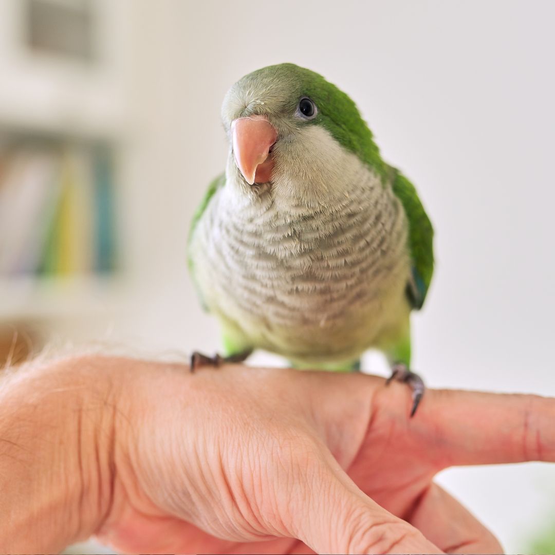 Close-up of Quaker Parrot portrait