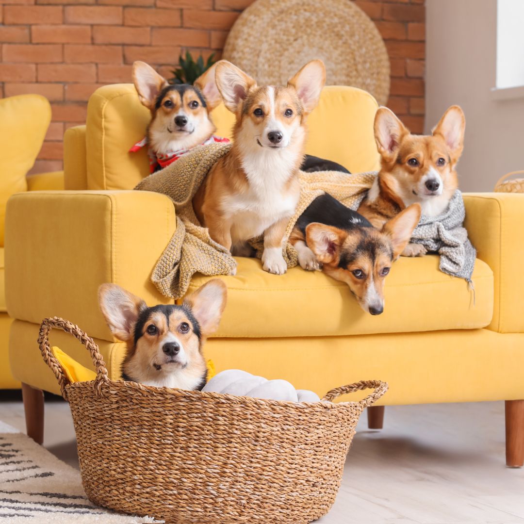 Corgis in basket and couch.