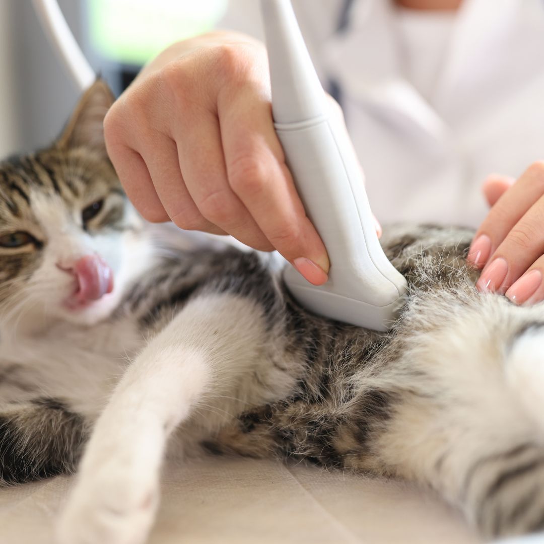 Dog receiving an ultrasound exam.