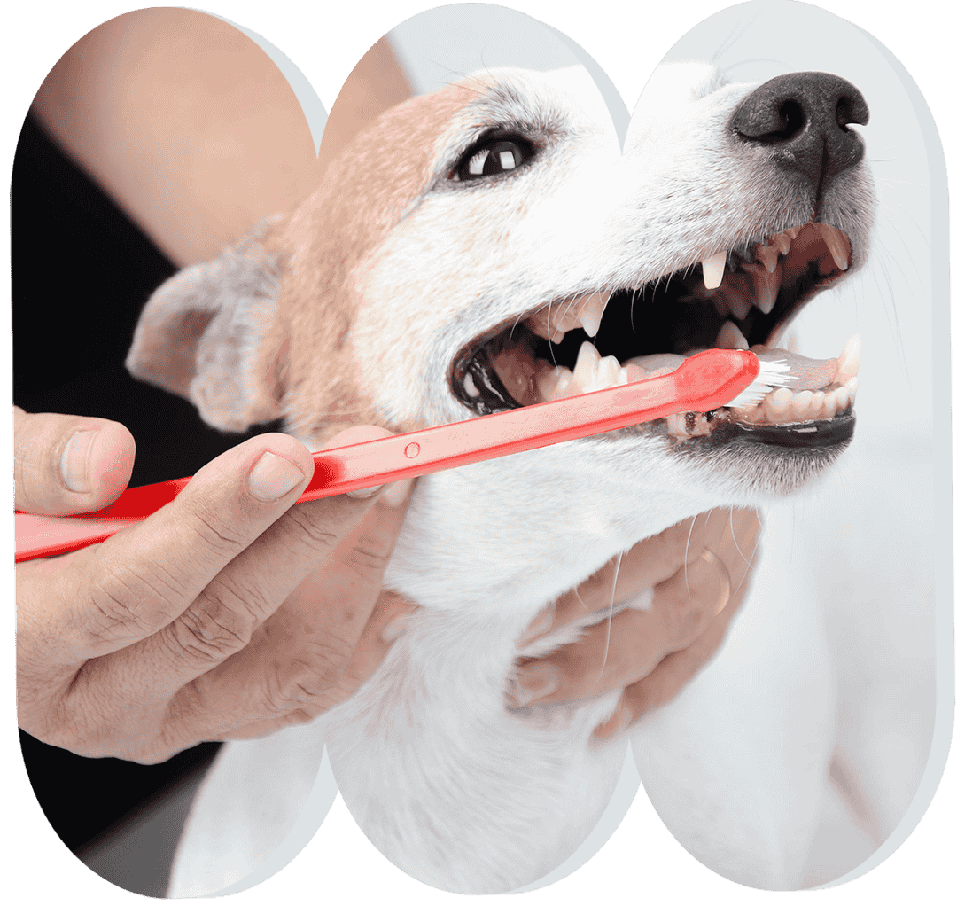 Dog receiving dental care.