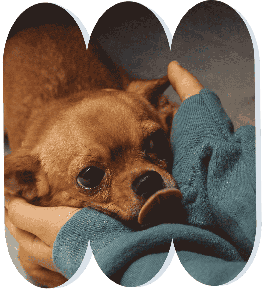 Dog rests on person's hands