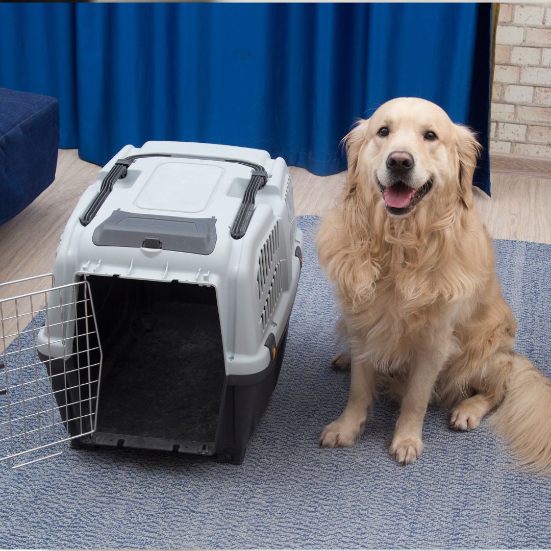 Dog sits by open crate