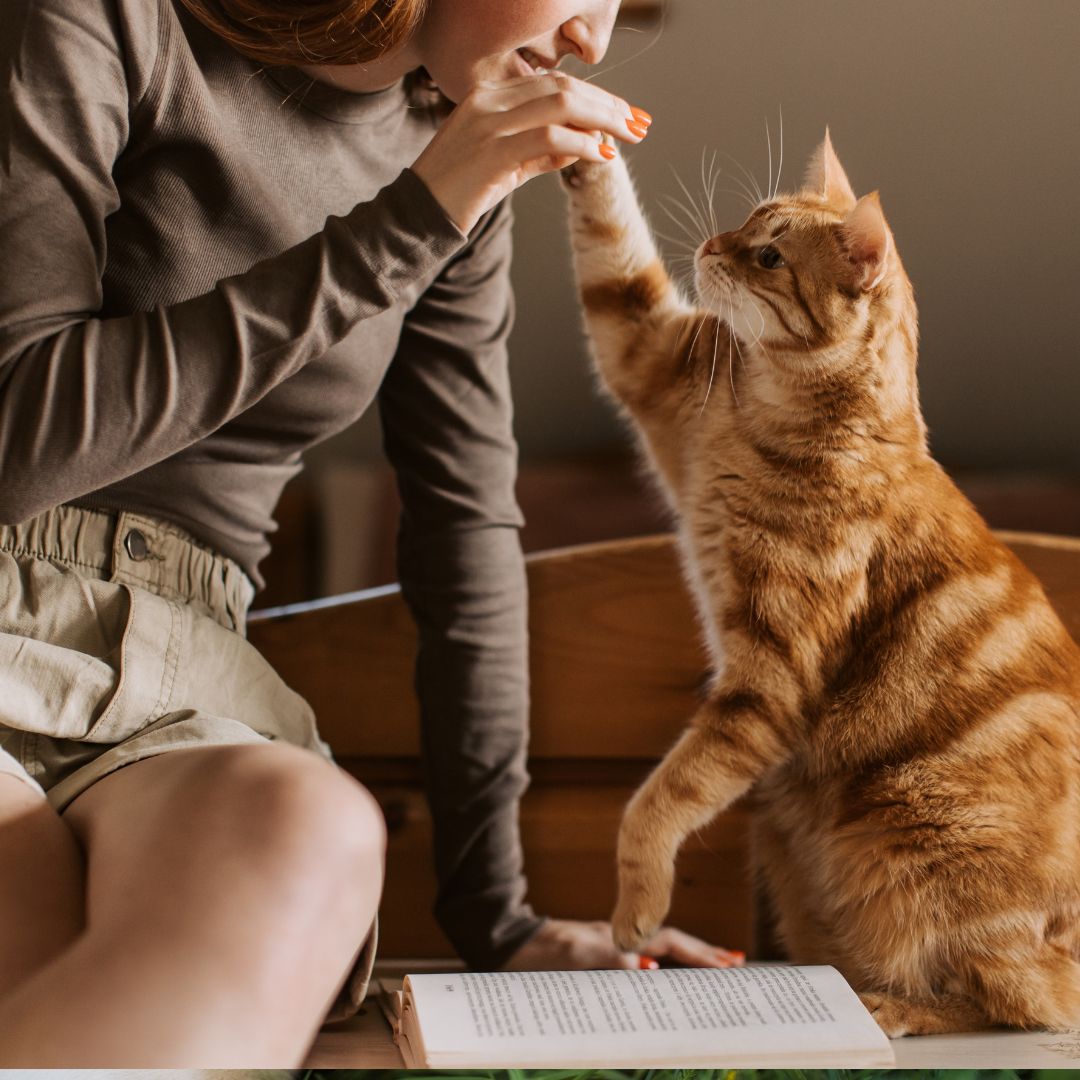 Ginger cat giving high five Ginger cat giving high five