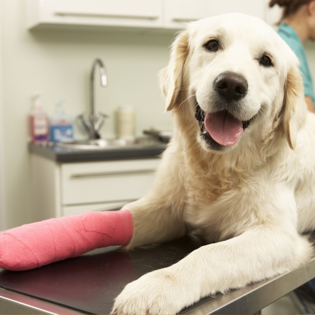 Happy dog, bright pink leg cast