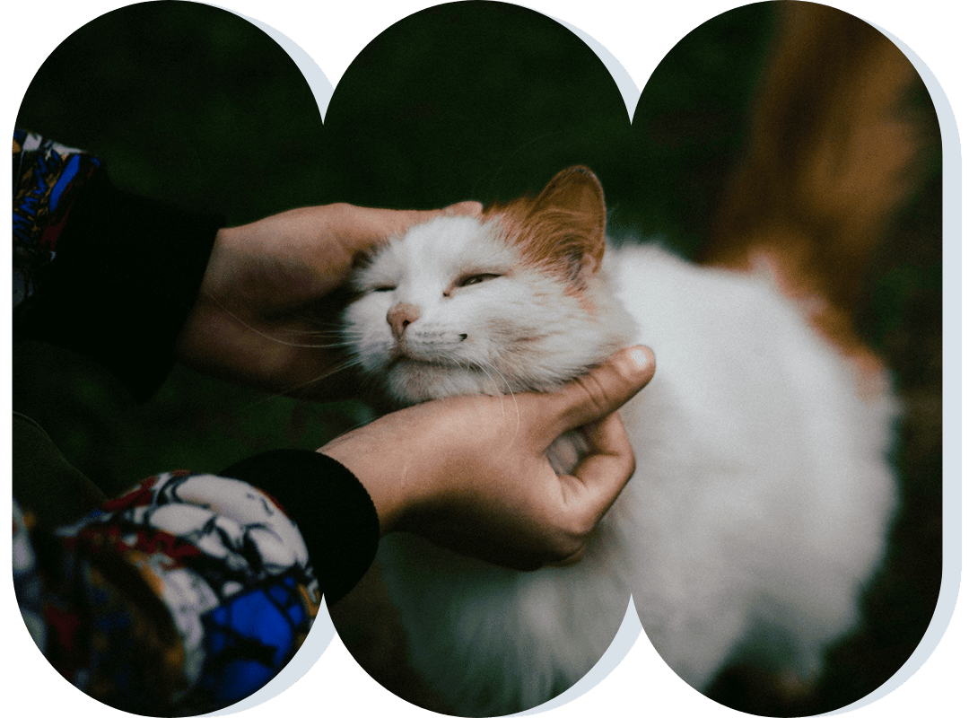 Person petting a sleepy cat