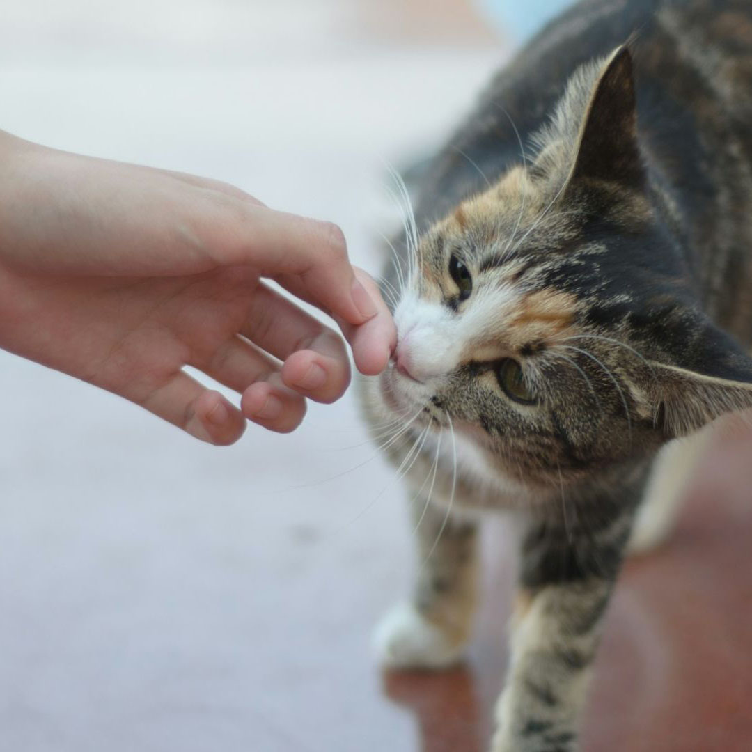 Person-petting-the-calico-cat