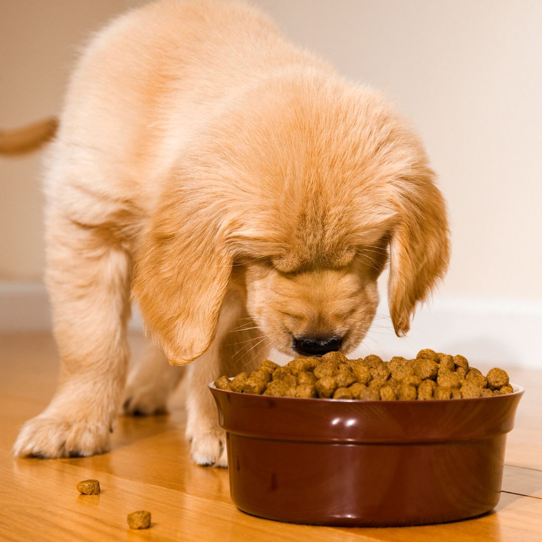 Puppy eats food from brown bowl. Puppy eats food from brown bowl.