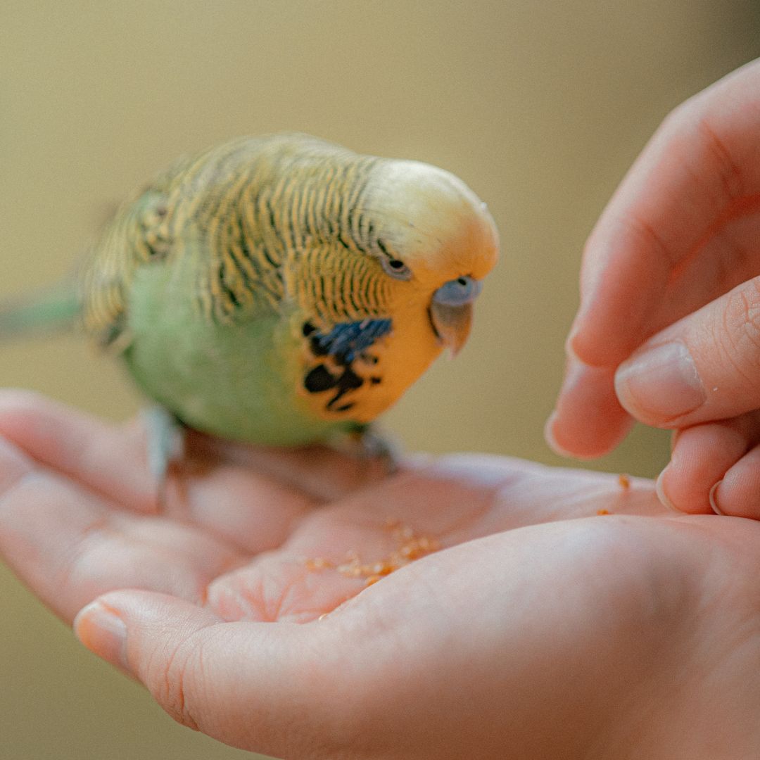 Small bird eating from hand Small bird eating from hand