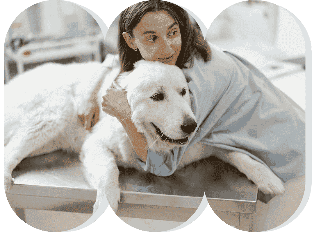 Vet comforts dog on table