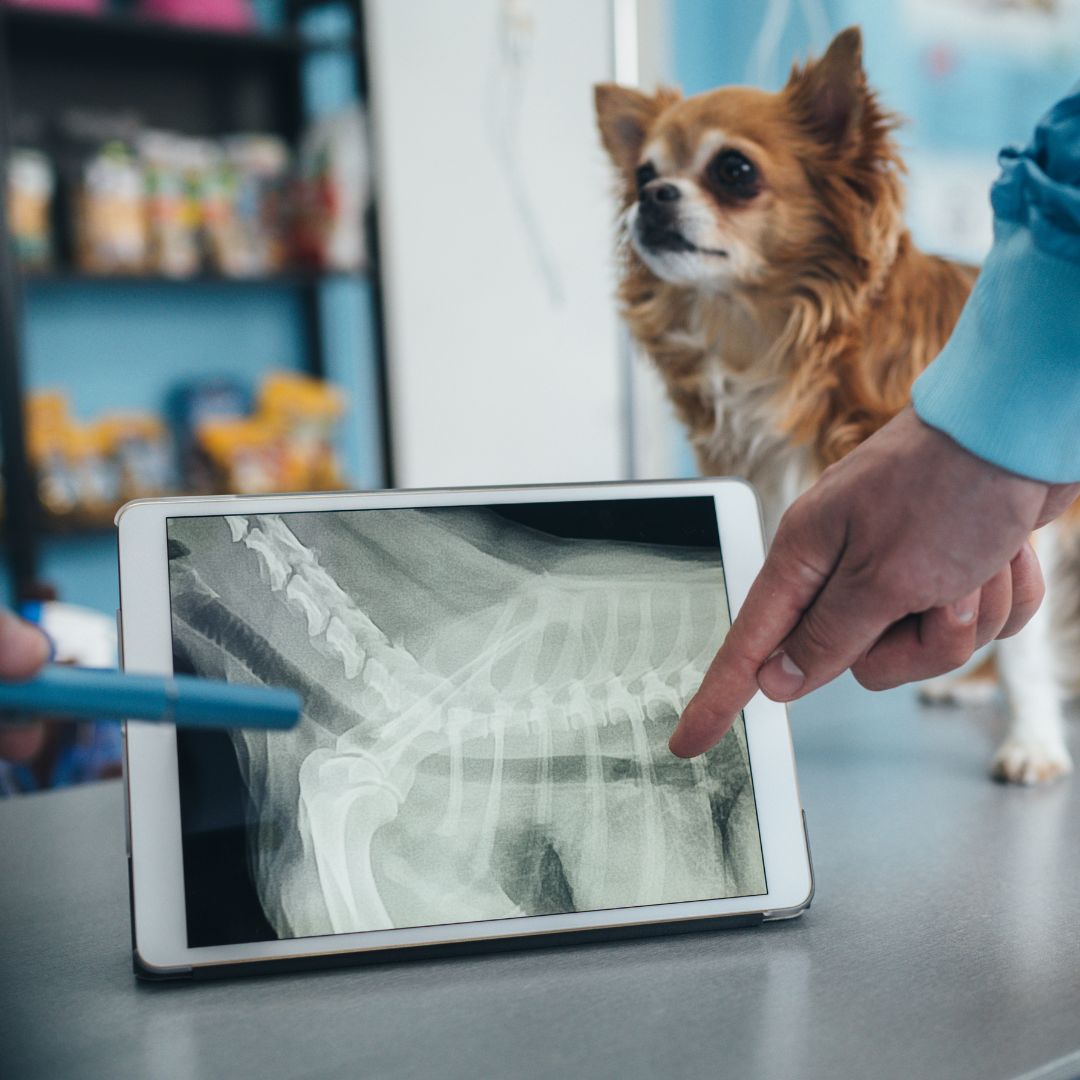 Vet examines dog's spinal x-ray