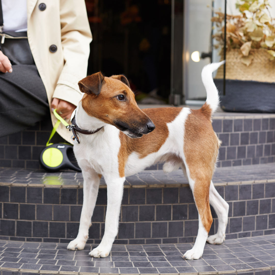Dog standing on tiled steps.