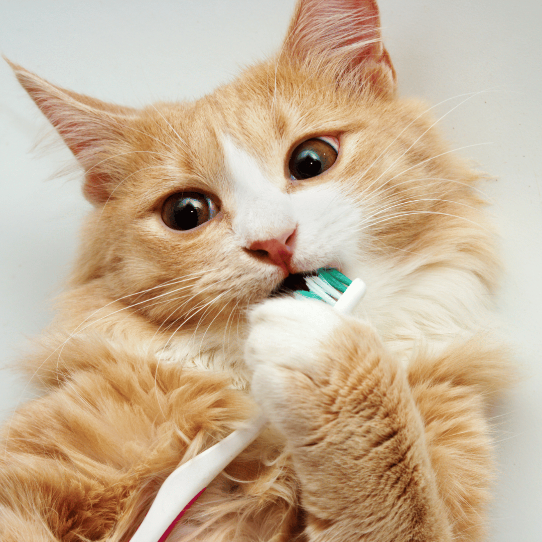 Vet checks cat teeth.