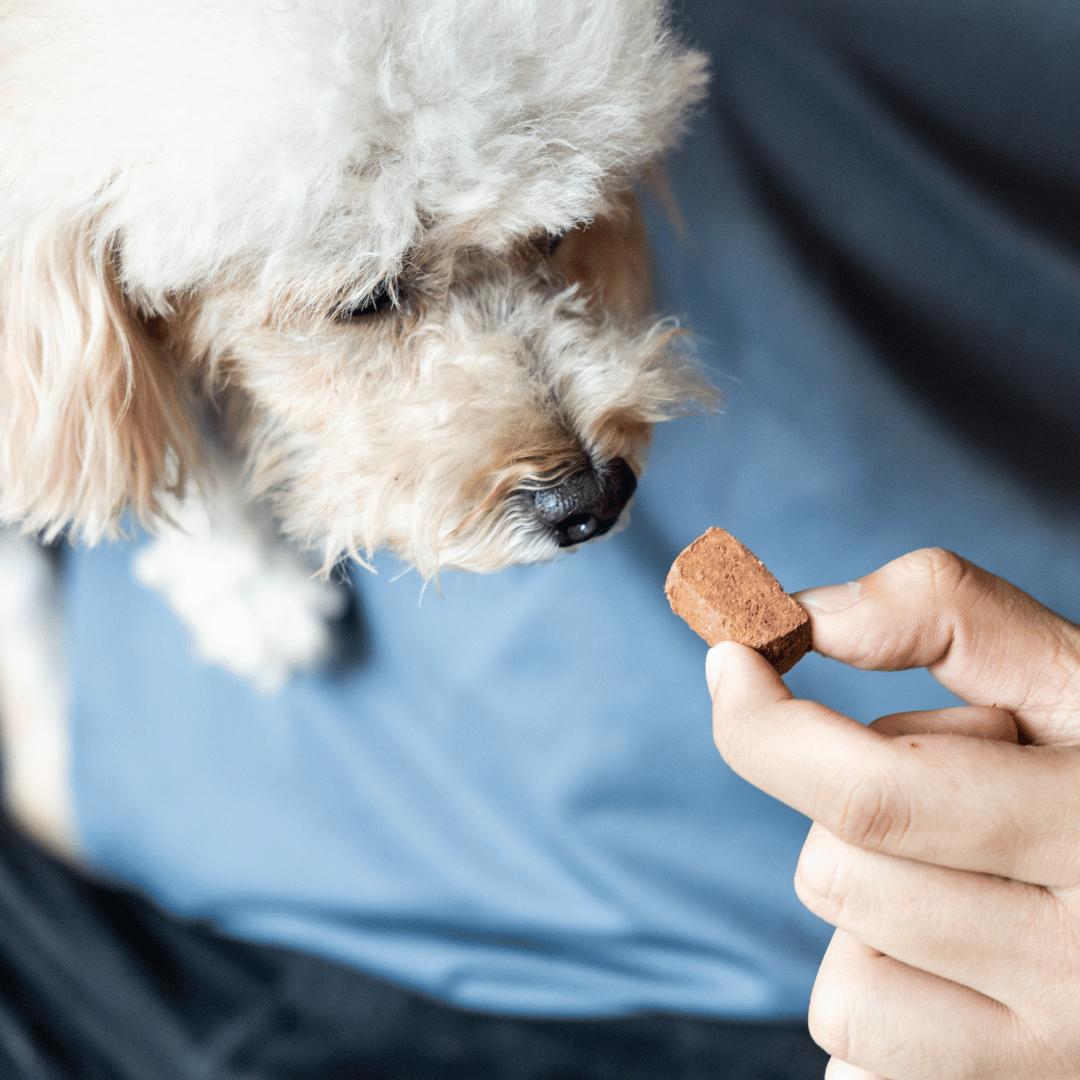 Person scanning dog with scanner.