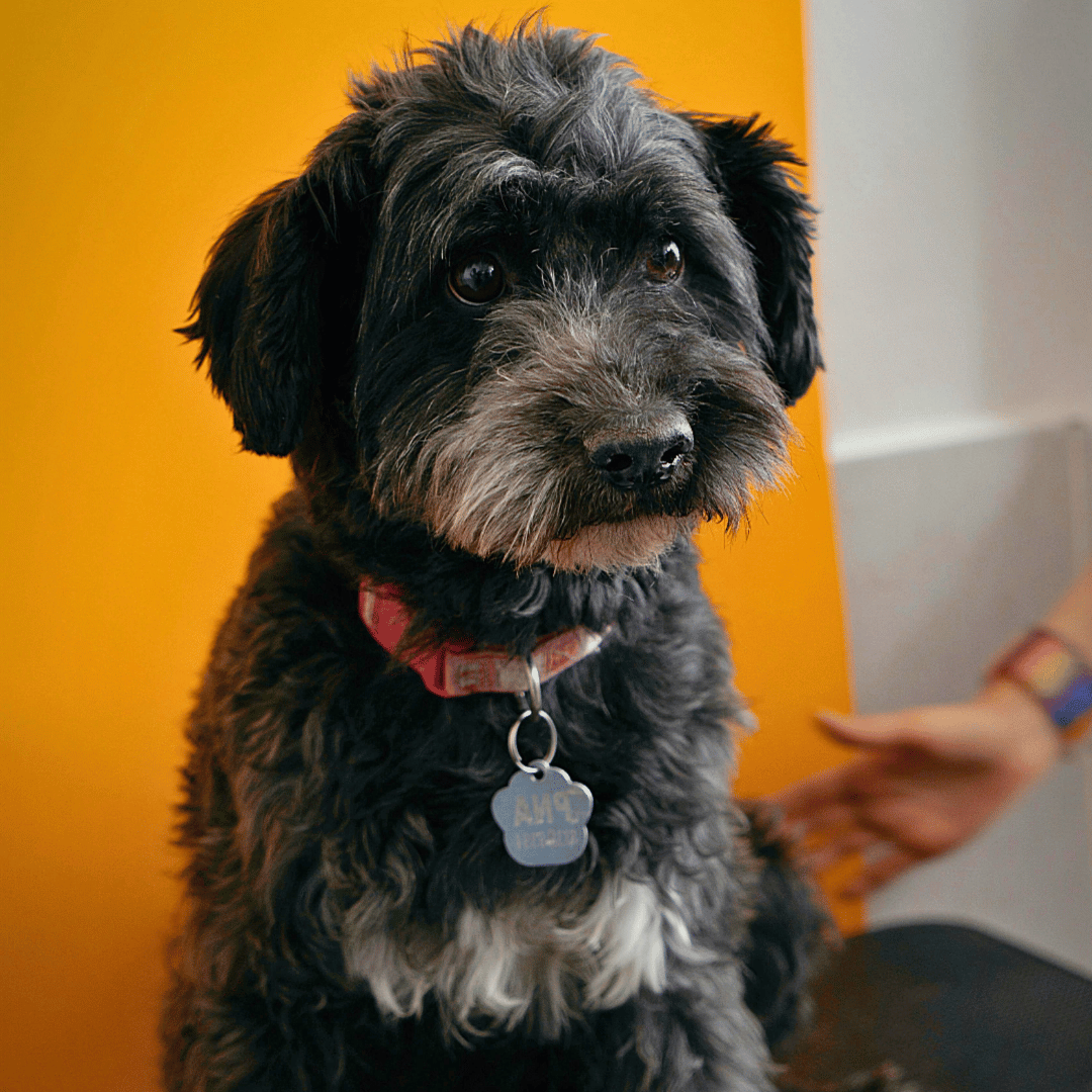 spay and neuter fluffy black and grey dog wearing a collar
