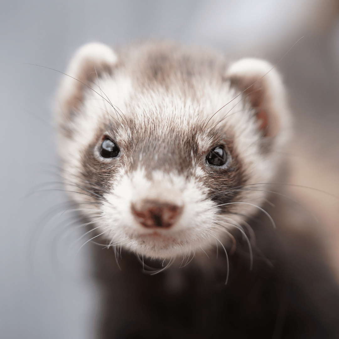 vaccination closeup of a ferrets face