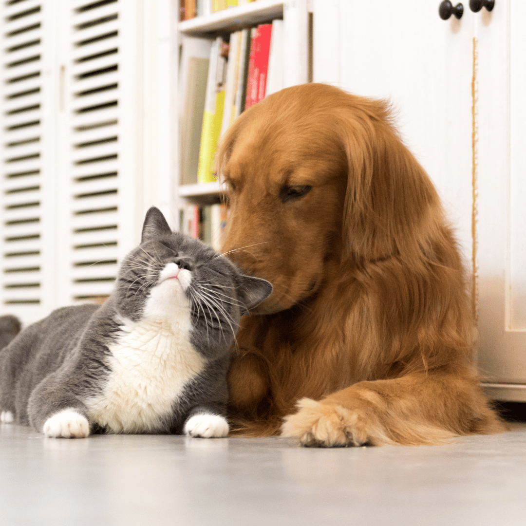 vaccination2 dog and cat laying down together